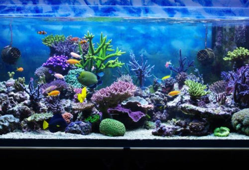 aquarium-fish" Pick Up Lines 267