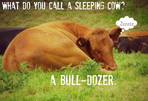[Top 50] Cow Puns To Make Your Day Mooo!