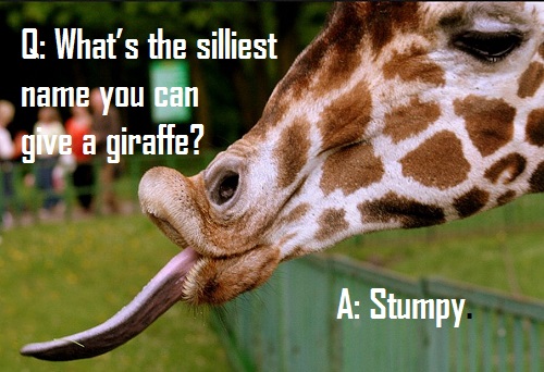 Giraffe Puns, Jokes And Pick Up Lines! 4