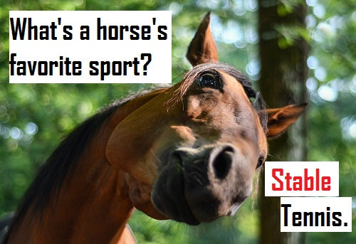 [Top 35] Horse Humor,Puns,Jokes That'll Make You Neigh! 2