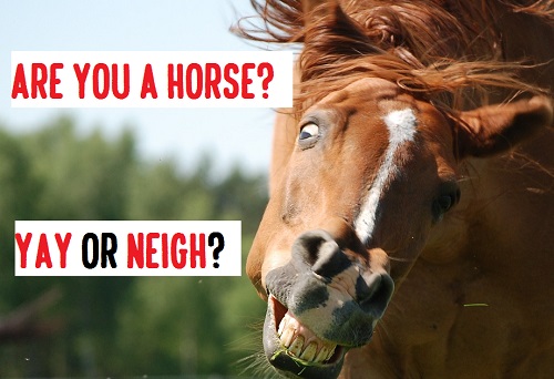 [Top 35] Horse Humor,Puns,Jokes That'll Make You Neigh! 4