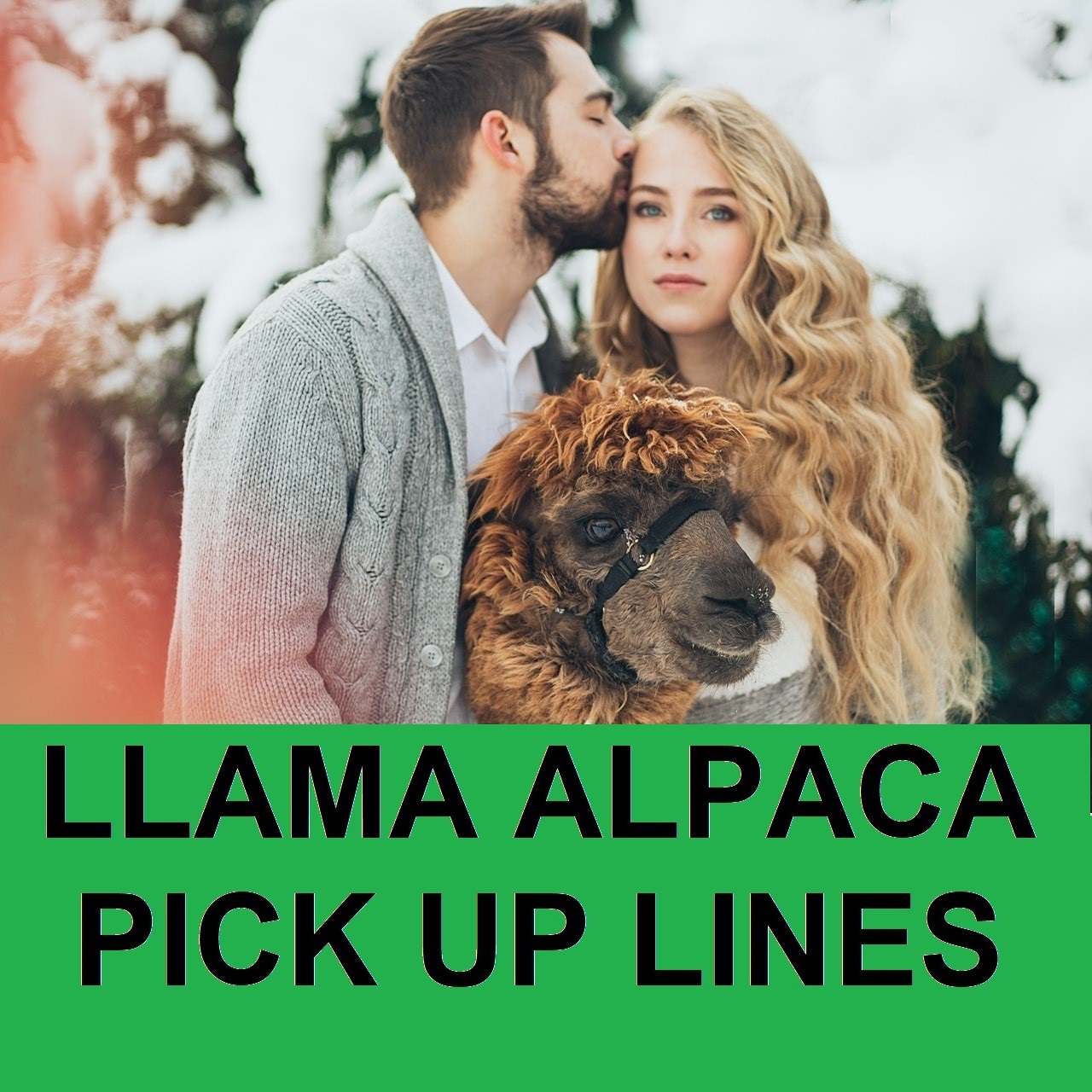 [Top 80+] Llama Alpaca Pick Up Lines,Puns,Jokes To Use On Hilly People!