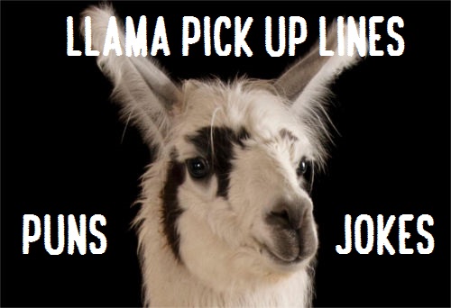 Top 80 Llama Alpaca Pick Up Lines Puns Jokes To Use On Hilly