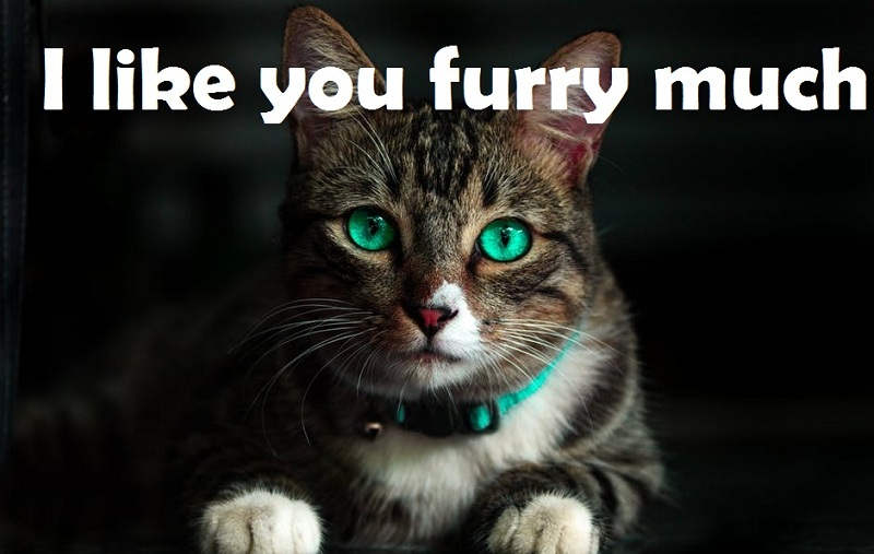 [Top 40+] Cat, Kitty Puns And Pick Up Lines- To Make You Meaow! 4
