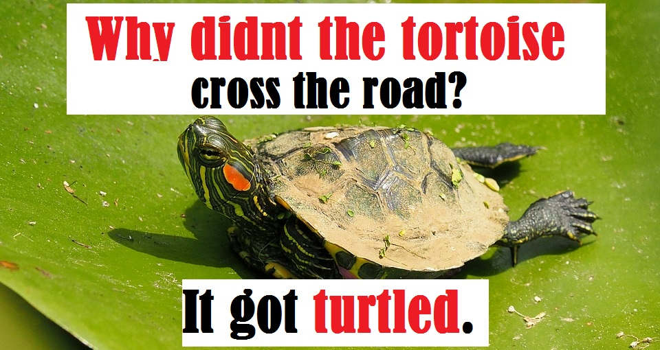 Turtle One Liners And Pick Up Lines