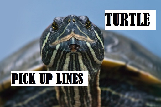 [Top 50] Turtle Pick Up Lines To Make You Feel Lazy! 1
