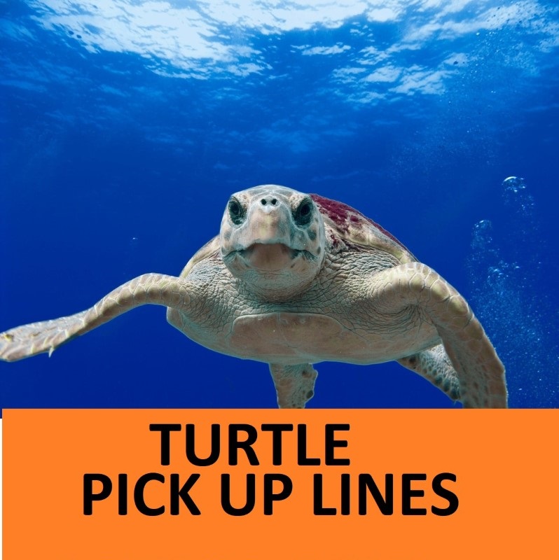 [Top 50] Turtle Pick Up Lines To Make You Feel Lazy!